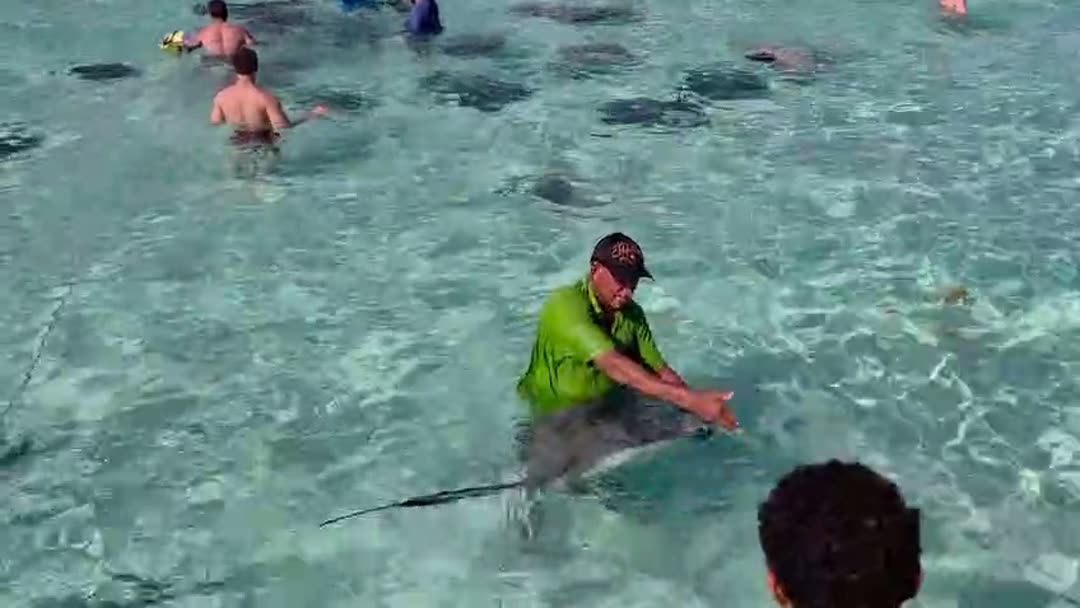 Guests swimming with stingrays on a Tours Cayman trip