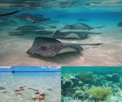 3 Stop Stingray Tour